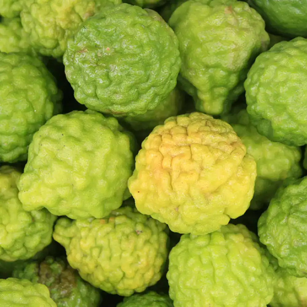 bergamot™ dōterra bergamot™ dōterra