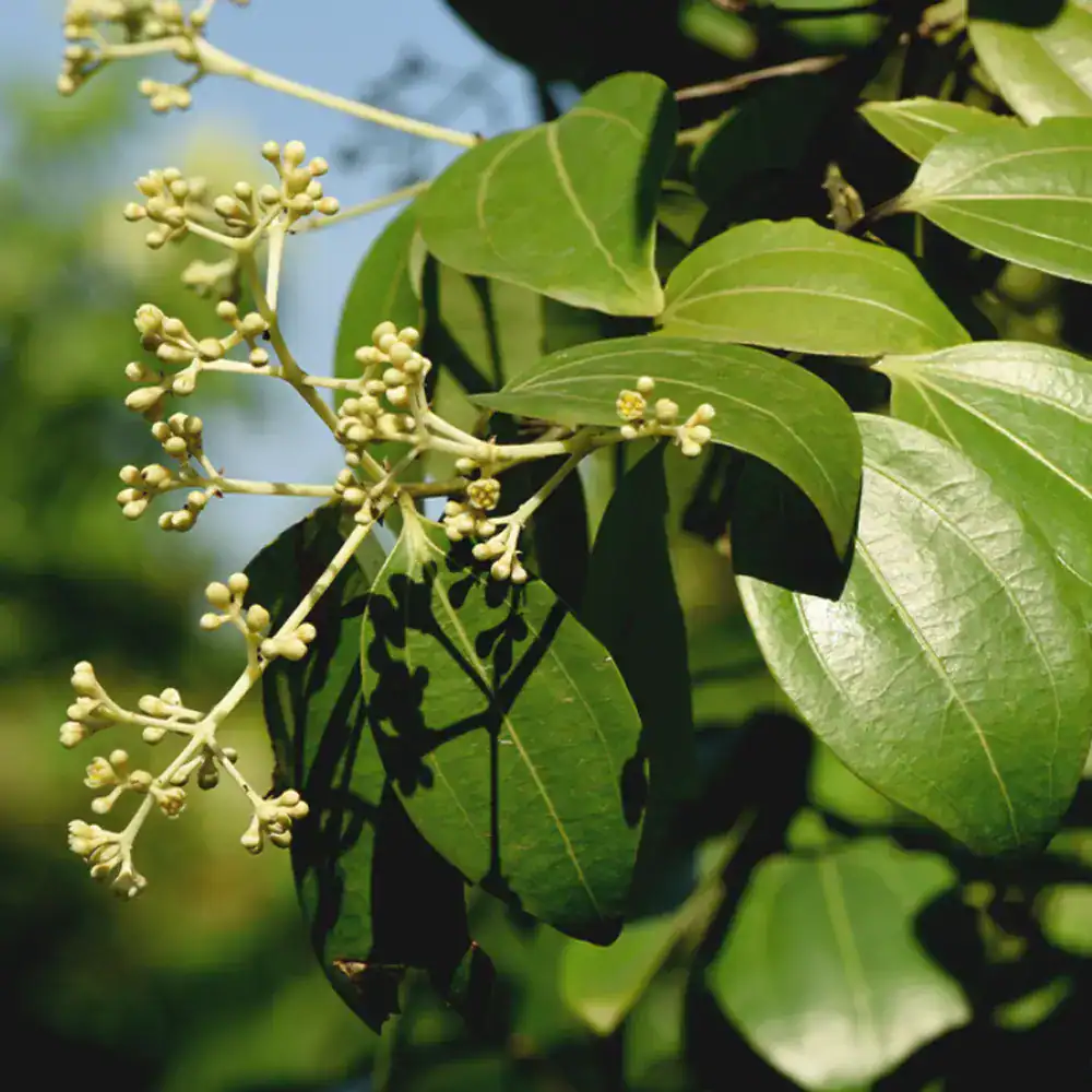 cassia™ dōterra cassia™ dōterra